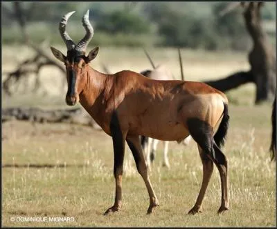 Antilope africaine  cornes en forme de lyre !