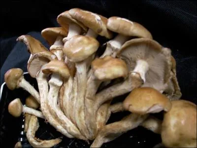 Quel est ce champignon, appel nameko au Japon utilis dans la soupe miso comme ingrdient ?