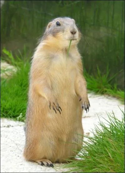 Quel animal voyez-vous sur la photo ?