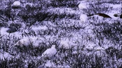 Ils sont plusieurs sur cette photo, l't, leur couleur est sombre, l'hiver, elle est blanche !