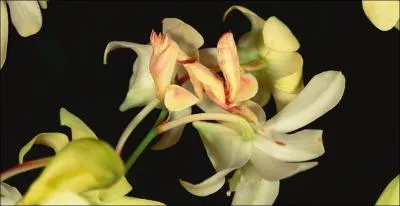 Sur cette photo, je ne vous ai pas apport des bonbons, mais plutt ...