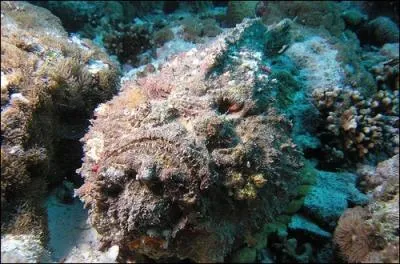 S'il y a une prcaution  prendre, c'est bien d'viter de poser le pied dessus !