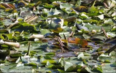 Regardez attentivement et trouvez l'animal cach dans la photo !