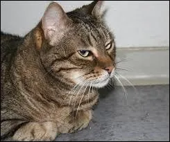 Quelle est la race de ce chat ?