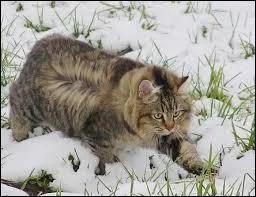 Quelle est la race de ce chat ?