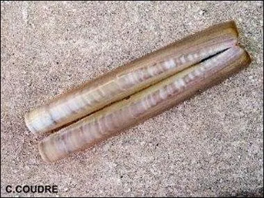 Nous utilisons cet outil pour couper (une gaine lectrique, le pain, le saucisson, etc... ).