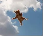 Les chats retombent-ils toujours sur leurs pattes ?