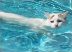 Les chats peuvent-ils s'habituer  l'eau ?