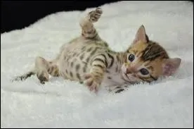 Quelle est cette race de chat ?