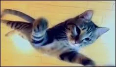 Quelle est la hauteur la plus haute que les chats peuvent sauter ? Environ...