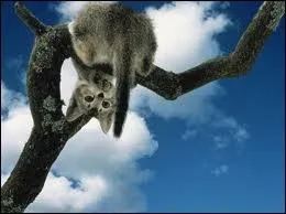 Les chats peuvent-ils toujours redescendre des arbres ? (la question la plus facile)