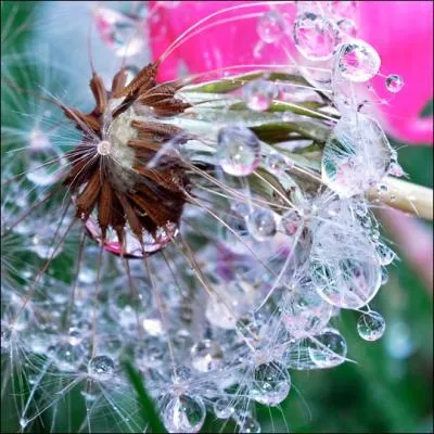 Dans son album  Chansons pour les pieds , figure cette magnifique chanson : La Pluie !