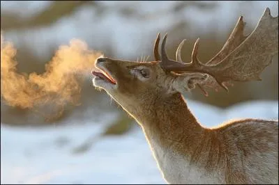 Comment appelle-t-on la priode du rut, chez les cervids ?