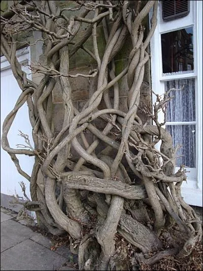 Quelles personnalits sont surnommes Les SOEURS GLYCINE (Wisteria sisters), en rfrence  la faon dont la glycine s'enracine et s'agrippe aux murs ?