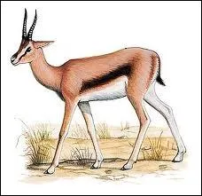 Quelle trs grande championne franaise fut LA GAZELLE ?