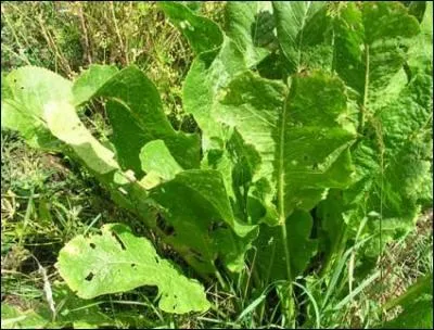 Les fleurs du raifort sont de couleur :