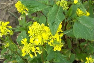  quel got le raifort s'apparente-t-il ?