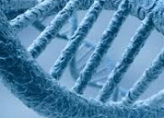 Quiz L'ADN et l'ARN