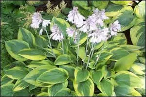Les hostas sont des plantes comestibles, couramment consommes sous diffrentes formes, au Japon, o elles portent le nom de :