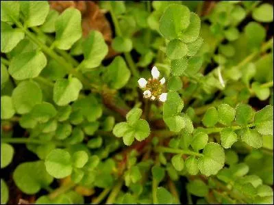 Il s'agit d'une plante crucifre poussant sur des vieux murs, des terres non travailles. Elle fait de trs bonnes salades. Le got un peu poivr des feuilles de la Cardamine hrisse se rapproche :