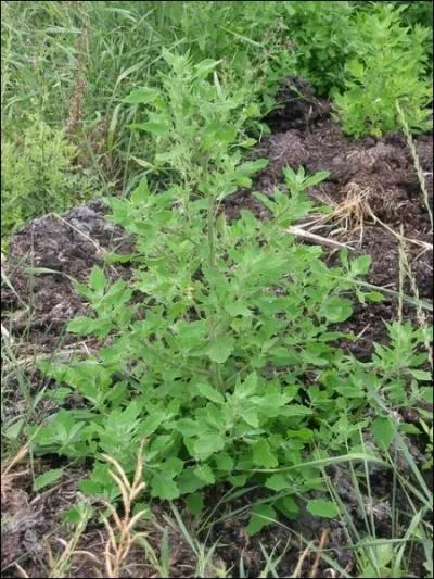 Ansrine ou chou gras, ses jeunes feuilles font de bonnes salades. Plus ges, elles forment ainsi que les sommits encore tendres, un excellent lgume cuit que l'on peut prparer comme les pinards. Les graines sont comestibles une fois cuites.