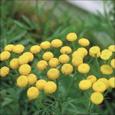 Quelques fragments de feuille permettent de parfumer omelettes, desserts, liqueurs, infusions, crmes. Il convient de l'utiliser avec une trs grande parcimonie, car elle est toxique  forte dose.