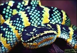 Cet animal est-il venimeux ?