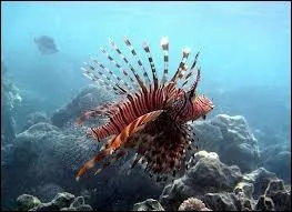 Cet animal est-il venimeux ?