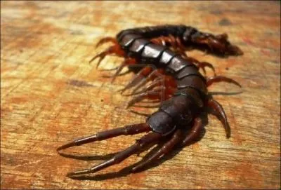 Cet animal est-il venimeux ?