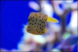 La tte au carr ! Vous savez, vous mettez les pieds dans un bassin rempli de poissons qui mangent les peaux mortes de vos pieds :