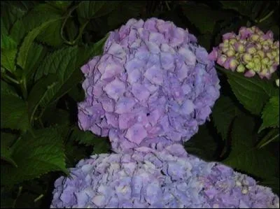 Les  hommes-plantes  sont parmi nous ! Les  bonbons parfums  contiennent :