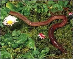 Le ver de terre se dplace en :