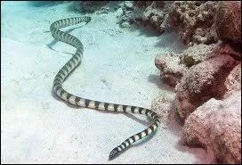 Le serpent le plus venimeux au monde est le :