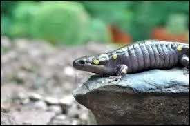 La salamandre gante mesure :