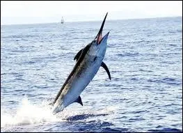 Le marlin bleu se dplace jusqu' :