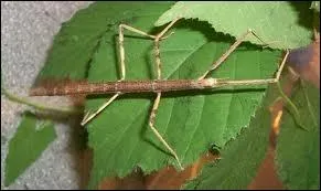 L'insecte le plus grand est :