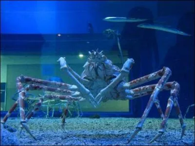 Le plus grand crustac est :