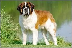 Quelle est celle de ce gros chien qui bave ?