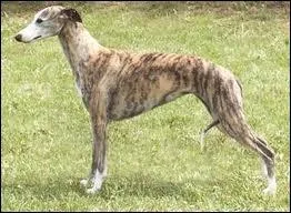 Quelle est celle de ce grand chien muscl ?