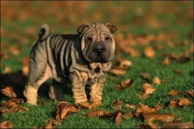 Quelle est la race de ce chiot tout fripp ?