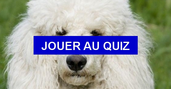Quizz Races de chiens à traduire en anglais - Quiz Anglais Quizz Races de chiens à traduire en anglais - Quiz Anglais