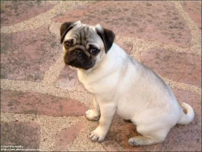 Comment se traduit le  carlin  en anglais ?