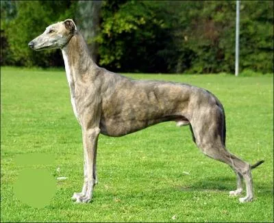 Comment se traduit le  lvrier  en anglais ?