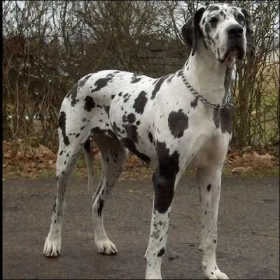 Comment se traduit le  dogue allemand , galement appel le danois en anglais ?