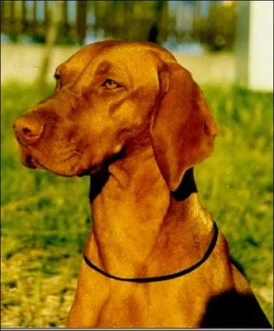 Comment se traduit un  braque hongrois  en anglais ?