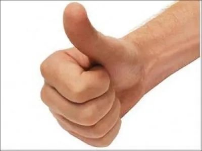 Combien la main comte-t-elle au minimum d'os ?