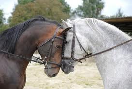 Quiz Galop 3