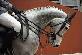 Les concours complets d'quitation contiennent :