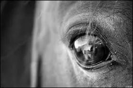 Le cheval voit :