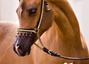 Quiz Petit quiz Galop 1